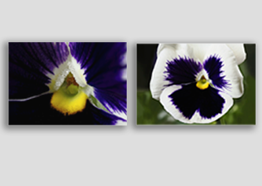 Both canvas prints - (Lady's Delight Pansy) - 8"x12" each
