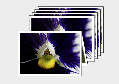 Package of 5 greeting cards - (Lady's Delight Pansy) – 4.5″x6.25″