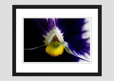 framed print - (Lady's Delight Pansy HBV) - 8"x10"