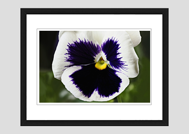 framed print - (Lady's Delight Pansy HV) - 8"x10"