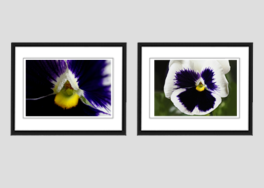 Both framed prints - (Lady's Delight Pansy) - 8"x10" each