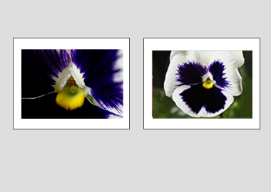Both matted prints - (Lady's Delight Pansy) - 11"x14" each
