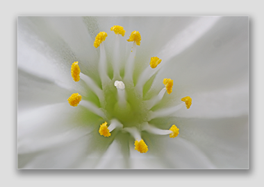 canvas print - (Lewisia Cotyledon White HBV) - 12"x18"