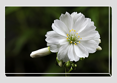 canvas print - (Lewisia Cotyledon White HV) - 8"x12"