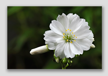 canvas print - (Lewisia Cotyledon White HV) - 8"x12"