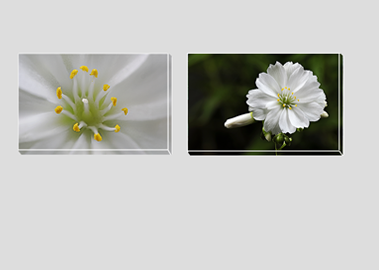 Both canvas prints - (Lewisia Cotyledon White) - 8"x12" each
