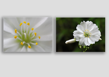 Both canvas prints - (Lewisia Cotyledon White) - 8"x12" each