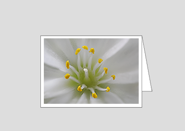Fine art greeting card - (Lewisia Cotyledon White HBV) – 4.5″x6.25″