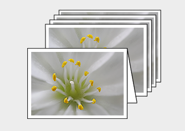 Package of 5 greeting cards - (Lewisia Cotyledon White HBV) – 4.5″x6.25″