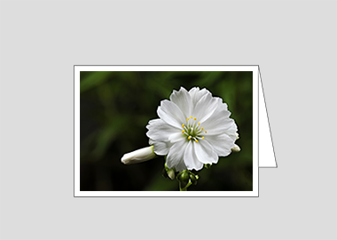 Fine art greeting card - (Lewisia Cotyledon White HV) – 4.5″x6.25″