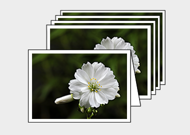 Package of 5 greeting cards - (Lewisia Cotyledon White HV) – 4.5″x6.25″