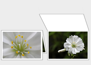 Fine art greeting card - (Lewisia Cotyledon White) – 4.5″x6.25″