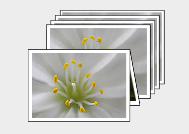 Package of 5 greeting cards - (Lewisia Cotyledon White) – 4.5″x6.25″