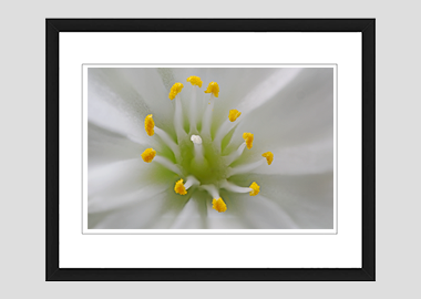 framed print - (Lewisia Cotyledon White HBV) - 8"x10"