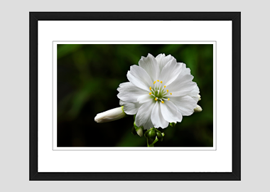framed print - (Lewisia Cotyledon White HV) - 8"x10"