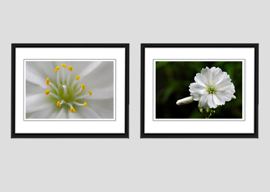 Both framed prints - (Lewisia Cotyledon White) - 8"x10" each