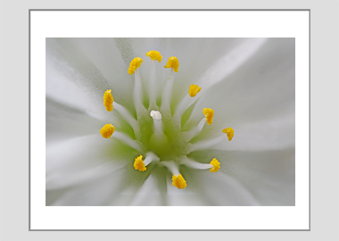 matted print - (Lewisia Cotyledon White HBV) - 11"x14"