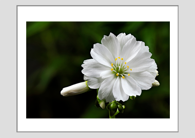 matted print - (Lewisia Cotyledon White HV) - 11"x14"