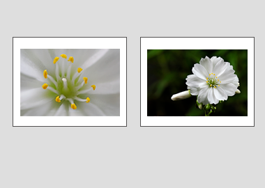 Both matted prints - (Lewisia Cotyledon White) - 11"x14" each
