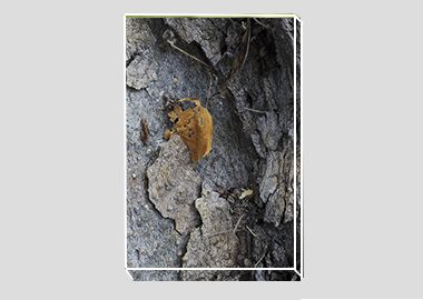 canvas print - (London Plane Tree HBV) - 8"x12"