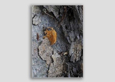 canvas print - (London Plane Tree HBV) - 8"x12"