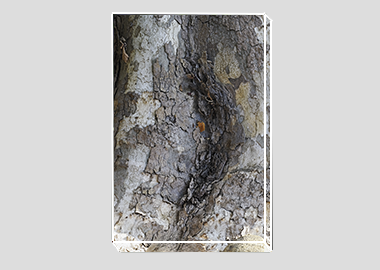 canvas print - (London Plane Tree HV) - 8"x12"