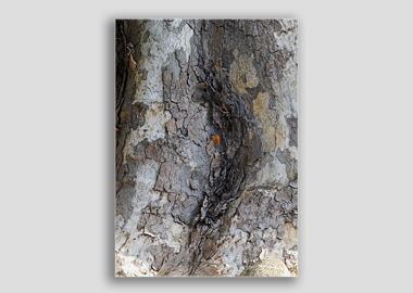 canvas print - (London Plane Tree HV) - 12"x18"