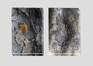 Both canvas prints - (London Plane Tree) - 8"x12" each