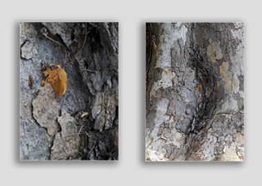Both canvas prints - (London Plane Tree) - 12"x18" each