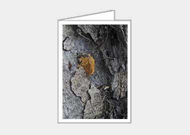 Fine art greeting card - (London Plane Tree HBV) – 6.25″ x 4.5″