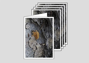 Package of 5 greeting cards - (London Plane Tree HBV) – 4.5″x6.25″