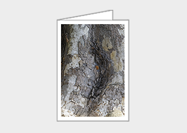 Fine art greeting card - (London Plane Tree HV) – 6.25″ x 4.5″
