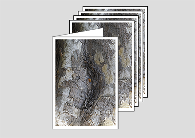 Package of 5 greeting cards - (London Plane Tree HV) – 4.5″x6.25″