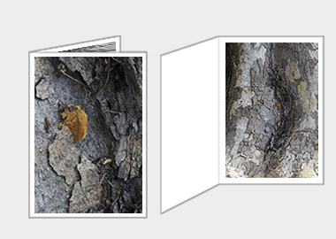 Fine art greeting card - (London Plane Tree) – 4.5″x6.25″