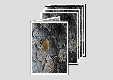 Package of 5 greeting cards - (London Plane Tree) – 4.5″x6.25″