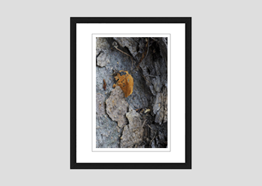 framed print - (London Plane Tree HBV) - 8"x10"