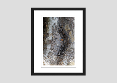 framed print - (London Plane Tree HV) - 8"x10"