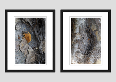 Both framed prints - (London Plane Tree) - 8"x10" each