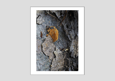 matted print - (London Plane Tree HBV) - 11"x14"