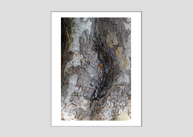 matted print - (London Plane Tree HV) - 11"x14"