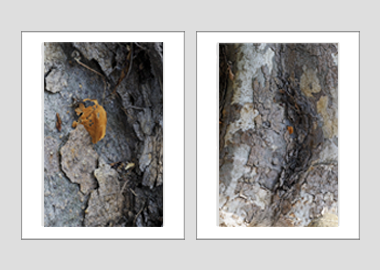 Both matted prints - (London Plane Tree) - 11"x14" each