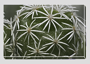 canvas print - (Mammillaria Gracilis Fragilis HBV) - 8"x12"