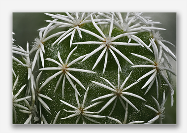 canvas print - (Mammillaria Gracilis Fragilis HBV) - 8"x12"