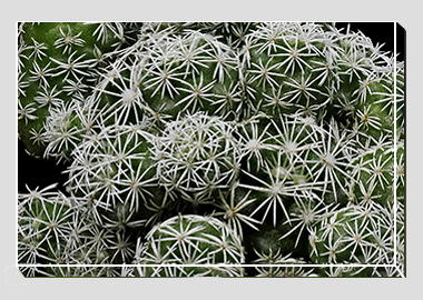 canvas print - (Mammillaria Gracilis Fragilis HV) - 8"x12"