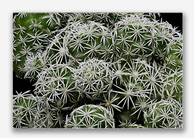 canvas print - (Mammillaria Gracilis Fragilis HV) - 12"x18"