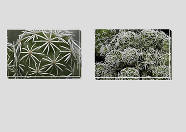 Both canvas prints - (Mammillaria Gracilis Fragilis) - 8"x12" each
