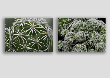 Both canvas prints - (Mammillaria Gracilis Fragilis) - 8"x12" each
