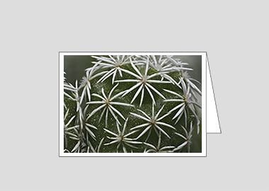 Fine art greeting card - (Mammillaria Gracilis Fragilis HBV) – 4.5″x6.25″