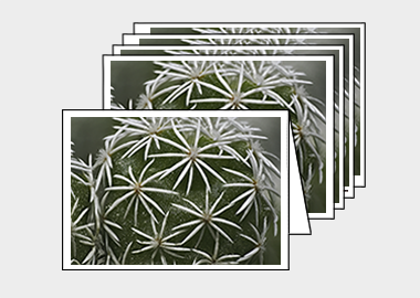 Package of 5 greeting cards - (Mammillaria Gracilis Fragilis HBV) – 4.5″x6.25″