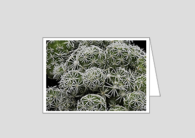 Fine art greeting card - (Mammillaria Gracilis Fragilis HV) – 4.5″x6.25″